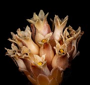 Hemitomes congestum - Gnome Plant 20-1064